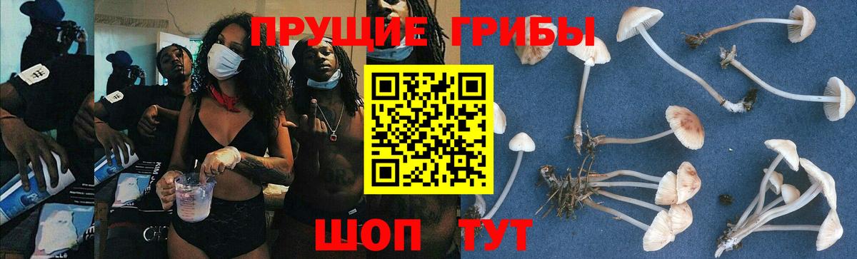Галлюциногенные грибы Psilocybe  Вход с VPN  Альметьевск  Галлюциногенные грибы прущие грибы 